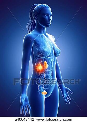 Stock Image - Kidney cancer, conceptual computer illustration.. Fotosearch