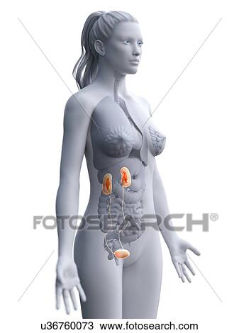 Kidneys, computer illustration. and bladder View Large Photo Image Stock Image - Kidneys, computer illustration. and bladder. Fotosearch