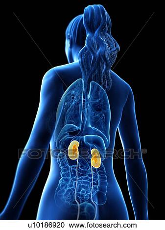 Kidneys, computer illustration. View Large Photo Image Stock Image - Kidneys, computer illustration.. Fotosearch