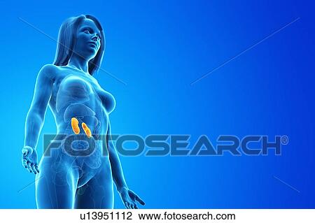 Kidneys, computer illustration. View Large Photo Image Stock Image - Kidneys, computer illustration.. Fotosearch
