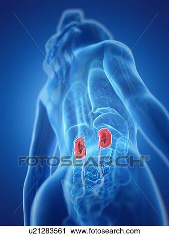 Stock Image - Kidneys, computer illustration.. Fotosearch