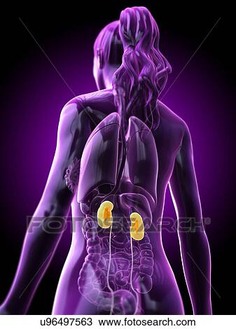 Kidneys, computer illustration. View Large Photo Image Stock Image - Kidneys, computer illustration.. Fotosearch