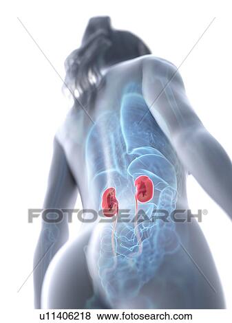 Kidneys, computer illustration. View Large Photo Image Stock Photo - Kidneys, computer illustration.. Fotosearch