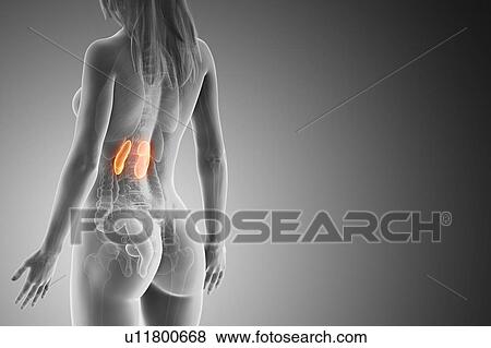 Stock Photo - Kidneys, computer illustration.. Fotosearch