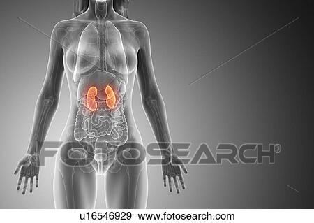 Kidneys, computer illustration. View Large Photo Image Stock Photo - Kidneys, computer illustration.. Fotosearch
