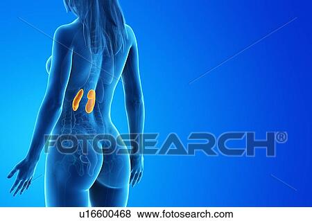 Kidneys, computer illustration. View Large Photo Image Stock Photo - Kidneys, computer illustration.. Fotosearch