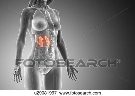 Kidneys, computer illustration. View Large Photo Image Stock Photo - Kidneys, computer illustration.. Fotosearch