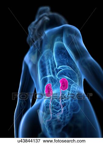 Kidneys, computer illustration. View Large Photo Image Stock Photo - Kidneys, computer illustration.. Fotosearch