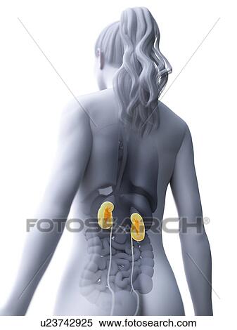 Stock Photography - Kidneys, computer illustration.. Fotosearch