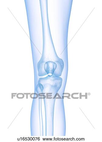 Knee bones, illustration View Large Photo Image Stock Photograph - Knee bones, illustration. Fotosearch