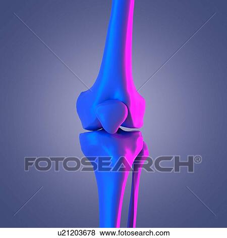 Stock Photo - Knee joint, illustration. Fotosearch