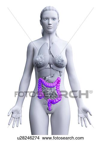 Large intestine, computer illustration. View Large Photo Image Picture - Large intestine, computer illustration.. Fotosearch