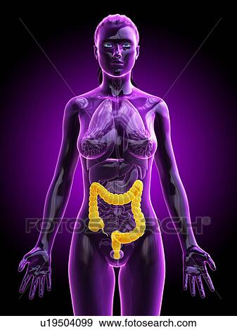 Large intestine, computer illustration. cancer View Large Photo Image Stock Photo - Large intestine, computer illustration. cancer. Fotosearch