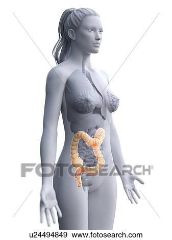Large intestine, computer illustration. View Large Photo Image Stock Photo - Large intestine, computer illustration.. Fotosearch