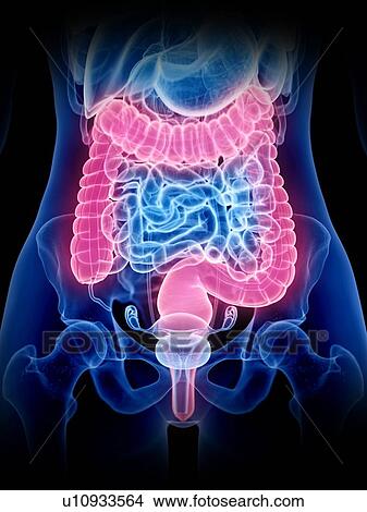 Large intestine, illustration View Large Photo Image Picture - Large intestine, illustration. Fotosearch