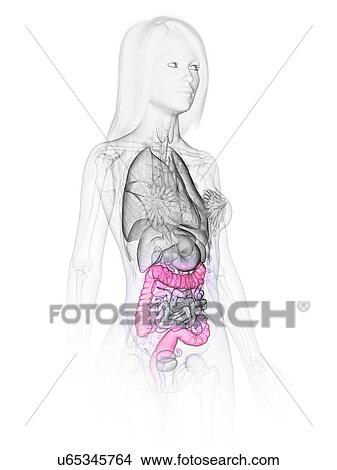 Picture - Large intestine, illustration. Fotosearch