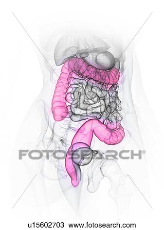 Large intestine, illustration View Large Photo Image Stock Image - Large intestine, illustration. Fotosearch