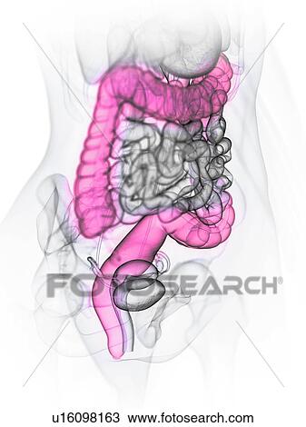 Large intestine, illustration View Large Photo Image Stock Image - Large intestine, illustration. Fotosearch