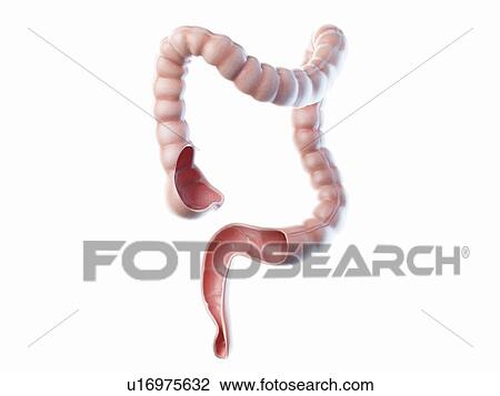 Large intestine, illustration View Large Photo Image Stock Image - Large intestine, illustration. Fotosearch