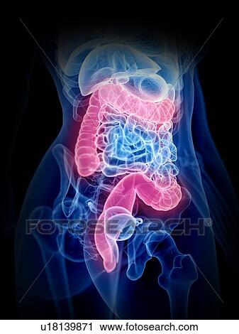 Large intestine, illustration View Large Photo Image Stock Image - Large intestine, illustration. Fotosearch