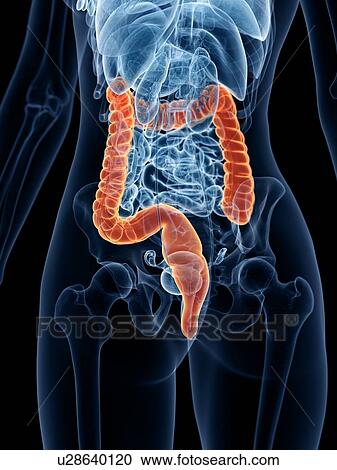 Large intestine, illustration View Large Photo Image Stock Image - Large intestine, illustration. Fotosearch