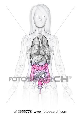 Large intestine, illustration View Large Photo Image Stock Photo - Large intestine, illustration. Fotosearch