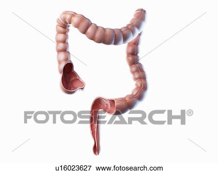 Stock Photo - Large intestine, illustration. Fotosearch