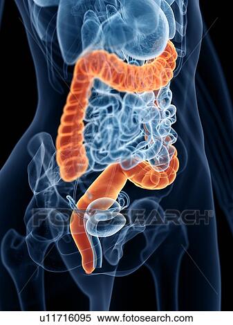 Stock Photography - Large intestine, illustration. Fotosearch