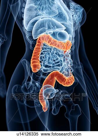 Large intestine, illustration View Large Photo Image Stock Photography - Large intestine, illustration. Fotosearch