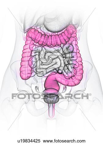 Large intestine, illustration View Large Photo Image Stock Photography - Large intestine, illustration. Fotosearch