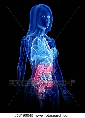 Stock Photography - Large intestine, illustration. Fotosearch