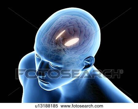 Lateral globus padillus, illustration View Large Photo Image Stock Photography - Lateral globus padillus, illustration. Fotosearch