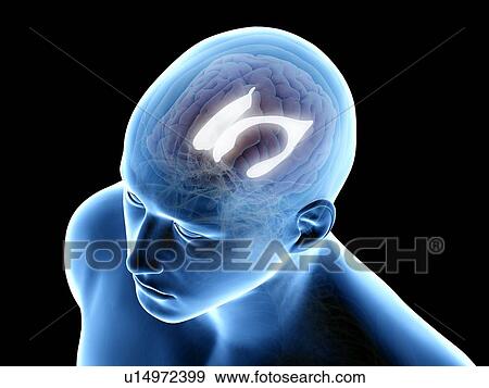 Stock Photo - Lateral ventricle, illustration. Fotosearch