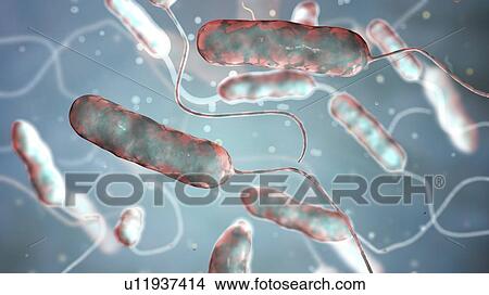 Picture - Legionnaires' disease bacteria. Computer illustration of Legionella pneumophila bacteria, the cause of Legionnaires' disease. These bacilli (rod-shaped bacteria) are Gram-negative. L. pneumophila was identified as a pathogen (agent of disease) after a.... Fotosearch
