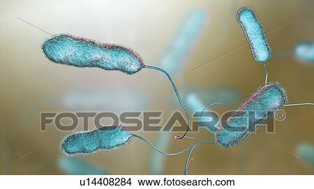 Picture - Legionnaires' disease bacteria. Computer illustration of Legionella pneumophila bacteria, the cause of Legionnaires' disease. These bacilli (rod-shaped bacteria) are Gram-negative. L. pneumophila was identified as a pathogen (agent of disease) after a.... Fotosearch