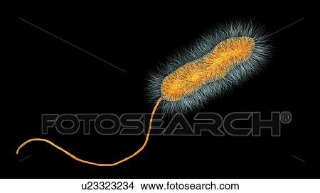 Picture - Legionnaires' disease bacteria. Computer illustration of Legionella pneumophila bacteria, the cause of Legionnaires' disease. These bacilli (rod-shaped bacteria) are Gram-negative. L. pneumophila was identified as a pathogen (agent of disease) after a.... Fotosearch
