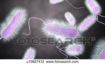 Stock Image - Legionnaires' disease bacteria. Computer illustration of Legionella pneumophila bacteria, the cause of Legionnaires' disease. These bacilli (rod-shaped bacteria) are Gram-negative. L. pneumophila was identified as a pathogen (agent of disease) after a.... Fotosearch