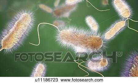 Stock Image - Legionnaires' disease bacteria. Computer illustration of Legionella pneumophila bacteria, the cause of Legionnaires' disease. These bacilli (rod-shaped bacteria) are Gram-negative. L. pneumophila was identified as a pathogen (agent of disease) after a.... Fotosearch