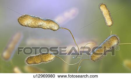 Legionnaires' disease bacteria. Computer illustration of Legionella pneumophila bacteria, the cause of Legionnaires' disease. These bacilli (rod-shaped bacteria) are Gram-negative. L. pneumophila was identified as a pathogen (agent of disease) after a... View Large Photo Image Stock Image - Legionnaires' disease bacteria. Computer illustration of Legionella pneumophila bacteria, the cause of Legionnaires' disease. These bacilli (rod-shaped bacteria) are Gram-negative. L. pneumophila was identified as a pathogen (agent of disease) after a.... Fotosearch