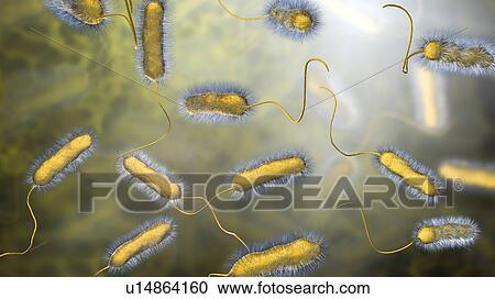 Stock Image - Legionnaires' disease bacteria. Computer illustration of Legionella pneumophila bacteria, the cause of Legionnaires' disease. These bacilli (rod-shaped bacteria) are Gram-negative. L. pneumophila was identified as a pathogen (agent of disease) after a.... Fotosearch