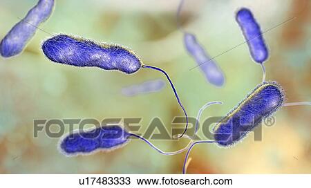 Stock Image - Legionnaires' disease bacteria. Computer illustration of Legionella pneumophila bacteria, the cause of Legionnaires' disease. These bacilli (rod-shaped bacteria) are Gram-negative. L. pneumophila was identified as a pathogen (agent of disease) after a.... Fotosearch