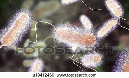 Stock Image - Legionnaires' disease bacteria. Computer illustration of Legionella pneumophila bacteria, the cause of Legionnaires' disease. These bacilli (rod-shaped bacteria) are Gram-negative. L. pneumophila was identified as a pathogen (agent of disease) after a.... Fotosearch