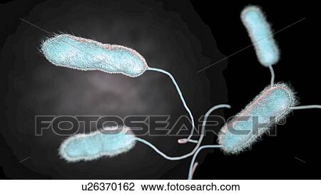 Stock Image - Legionnaires' disease bacteria. Computer illustration of Legionella pneumophila bacteria, the cause of Legionnaires' disease. These bacilli (rod-shaped bacteria) are Gram-negative. L. pneumophila was identified as a pathogen (agent of disease) after a.... Fotosearch