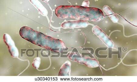 Stock Image - Legionnaires' disease bacteria. Computer illustration of Legionella pneumophila bacteria, the cause of Legionnaires' disease. These bacilli (rod-shaped bacteria) are Gram-negative. L. pneumophila was identified as a pathogen (agent of disease) after a.... Fotosearch