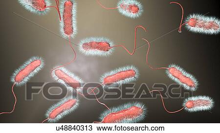 Stock Image - Legionnaires' disease bacteria. Computer illustration of Legionella pneumophila bacteria, the cause of Legionnaires' disease. These bacilli (rod-shaped bacteria) are Gram-negative. L. pneumophila was identified as a pathogen (agent of disease) after a.... Fotosearch