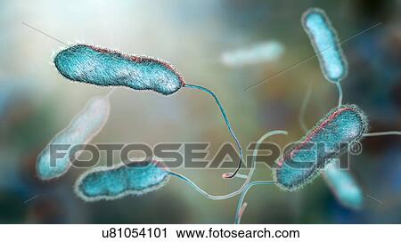 Legionnaires' disease bacteria. Computer illustration of Legionella pneumophila bacteria, the cause of Legionnaires' disease. These bacilli (rod-shaped bacteria) are Gram-negative. L. pneumophila was identified as a pathogen (agent of disease) after a... View Large Photo Image Stock Image - Legionnaires' disease bacteria. Computer illustration of Legionella pneumophila bacteria, the cause of Legionnaires' disease. These bacilli (rod-shaped bacteria) are Gram-negative. L. pneumophila was identified as a pathogen (agent of disease) after a.... Fotosearch