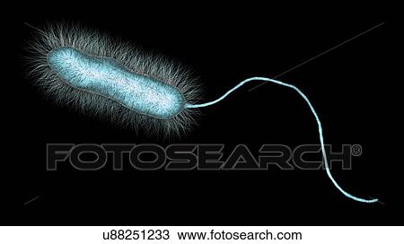 Legionnaires' disease bacteria. Computer illustration of Legionella pneumophila bacteria, the cause of Legionnaires' disease. These bacilli (rod-shaped bacteria) are Gram-negative. L. pneumophila was identified as a pathogen (agent of disease) after a... View Large Photo Image Stock Image - Legionnaires' disease bacteria. Computer illustration of Legionella pneumophila bacteria, the cause of Legionnaires' disease. These bacilli (rod-shaped bacteria) are Gram-negative. L. pneumophila was identified as a pathogen (agent of disease) after a.... Fotosearch