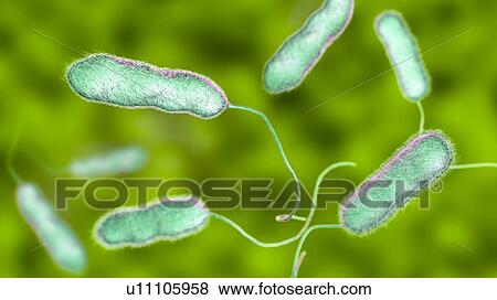 Stock Photo - Legionnaires' disease bacteria. Computer illustration of Legionella pneumophila bacteria, the cause of Legionnaires' disease. These bacilli (rod-shaped bacteria) are Gram-negative. L. pneumophila was identified as a pathogen (agent of disease) after a.... Fotosearch