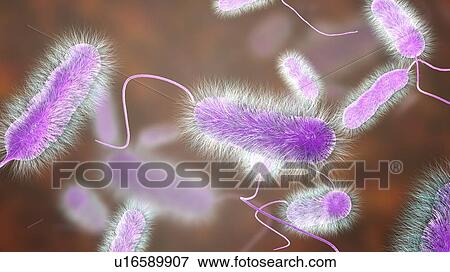 Stock Photo - Legionnaires' disease bacteria. Computer illustration of Legionella pneumophila bacteria, the cause of Legionnaires' disease. These bacilli (rod-shaped bacteria) are Gram-negative. L. pneumophila was identified as a pathogen (agent of disease) after a.... Fotosearch
