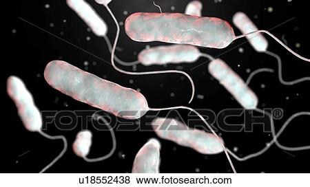 Stock Photo - Legionnaires' disease bacteria. Computer illustration of Legionella pneumophila bacteria, the cause of Legionnaires' disease. These bacilli (rod-shaped bacteria) are Gram-negative. L. pneumophila was identified as a pathogen (agent of disease) after a.... Fotosearch